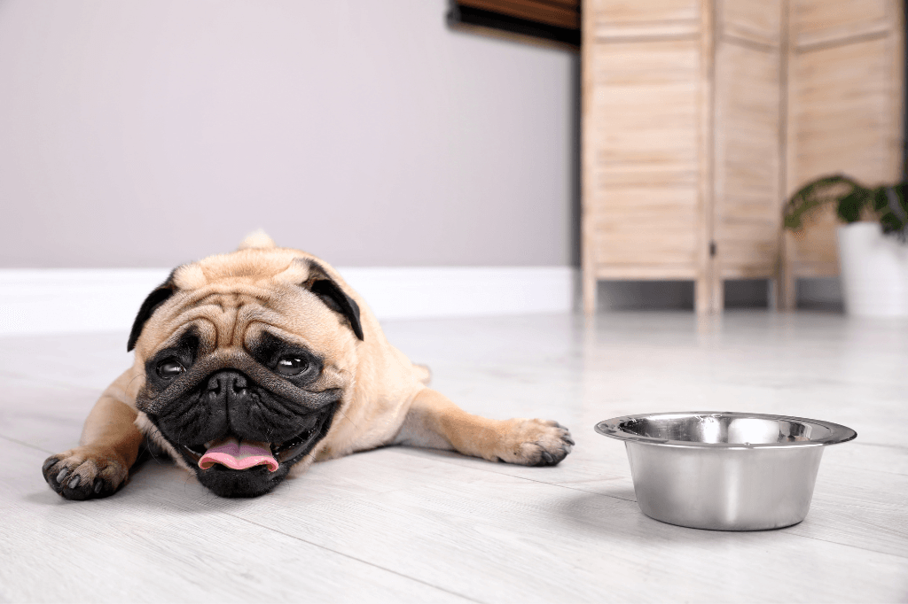 Overheated pug lying next to an empty bowl during a heatwave, highlighting the importance of electrical cooling systems
